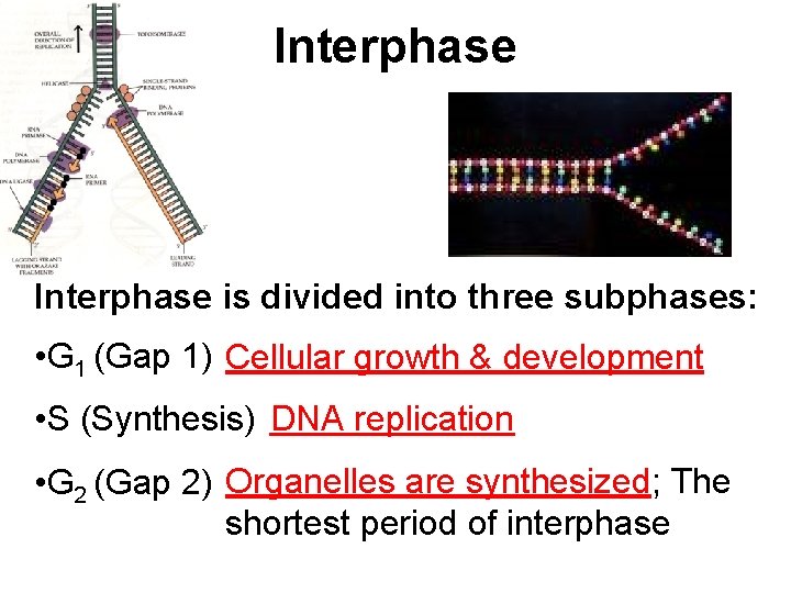 Interphase is divided into three subphases: • G 1 (Gap 1) Cellular growth &