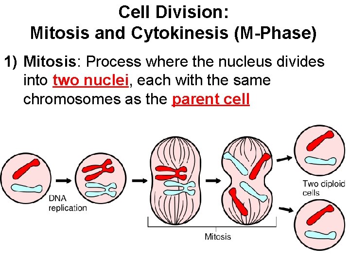 Cell Division: Mitosis and Cytokinesis (M-Phase) 1) Mitosis: Process where the nucleus divides into