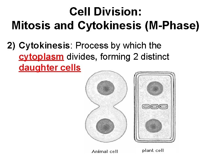 Cell Division: Mitosis and Cytokinesis (M-Phase) 2) Cytokinesis: Process by which the cytoplasm divides,