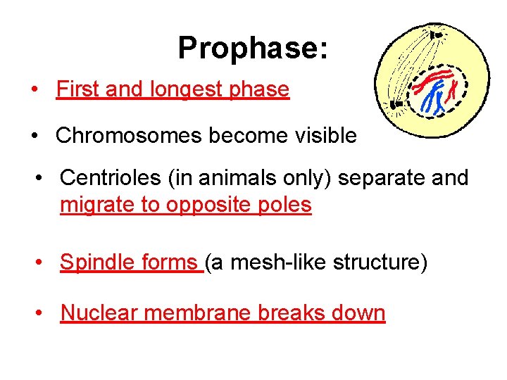 Prophase: • First and longest phase • Chromosomes become visible • Centrioles (in animals
