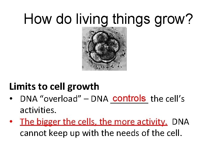 How do living things grow? Limits to cell growth controls the cell’s • DNA