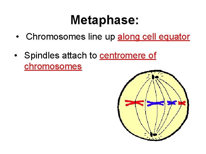 Metaphase: • Chromosomes line up along cell equator • Spindles attach to centromere of