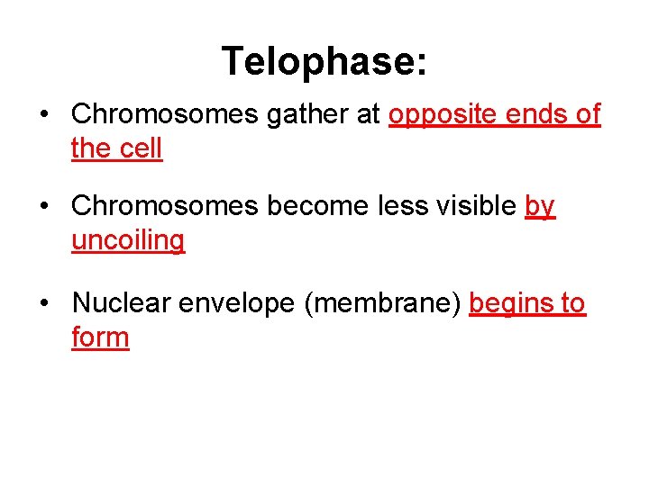 Telophase: • Chromosomes gather at opposite ends of the cell • Chromosomes become less