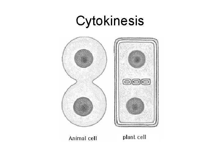 Cytokinesis 