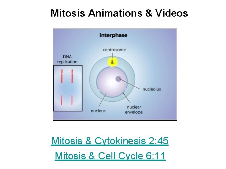 Mitosis Animations & Videos Mitosis & Cytokinesis 2: 45 Mitosis & Cell Cycle 6: