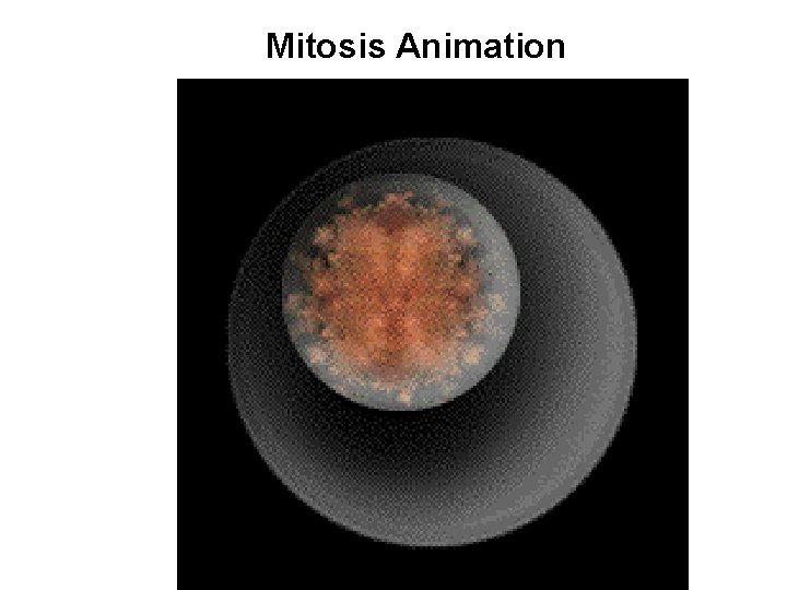 Mitosis Animation 