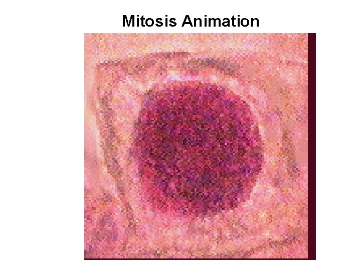 Mitosis Animation 