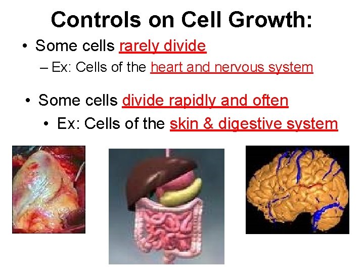 Controls on Cell Growth: • Some cells rarely divide – Ex: Cells of the