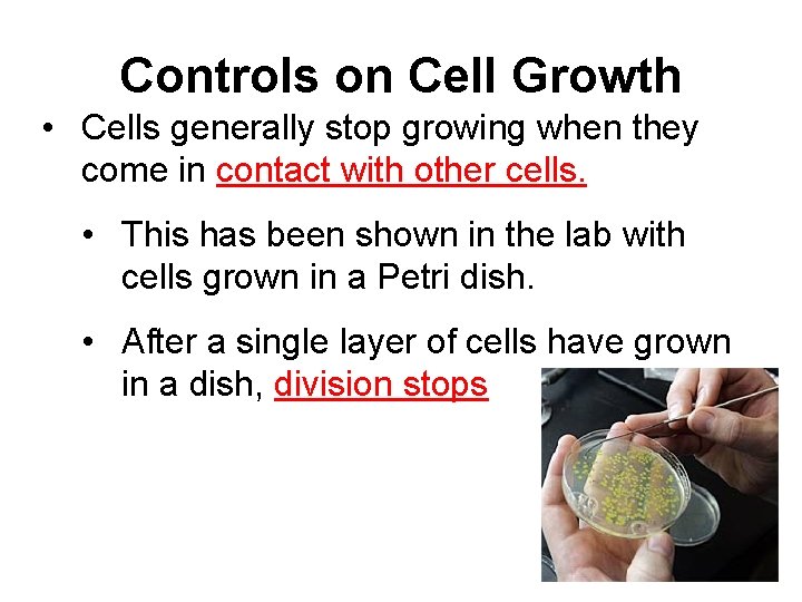 Controls on Cell Growth • Cells generally stop growing when they come in contact