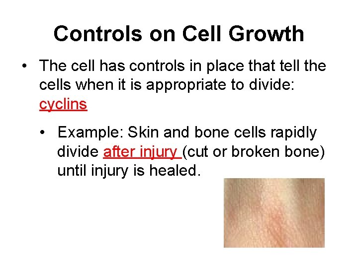 Controls on Cell Growth • The cell has controls in place that tell the