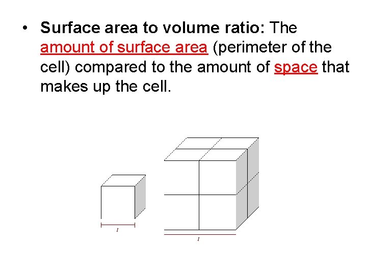  • Surface area to volume ratio: The amount of surface area (perimeter of