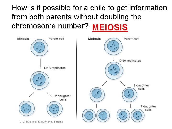 How is it possible for a child to get information from both parents without