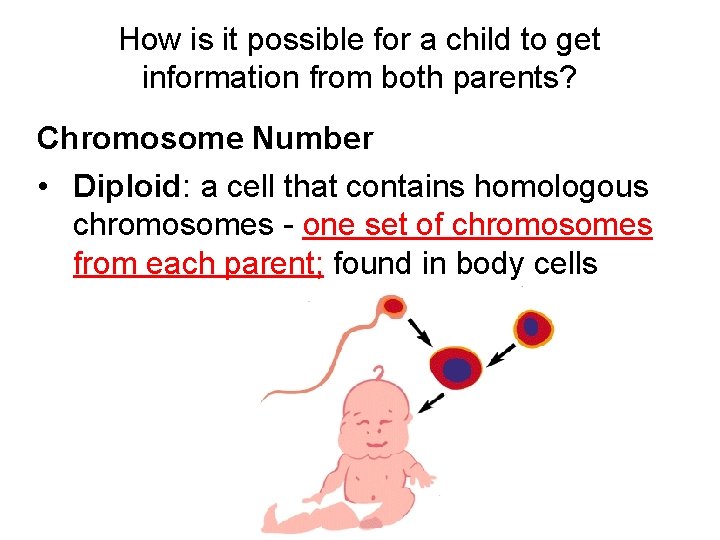How is it possible for a child to get information from both parents? Chromosome