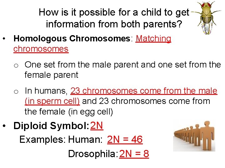 How is it possible for a child to get information from both parents? •