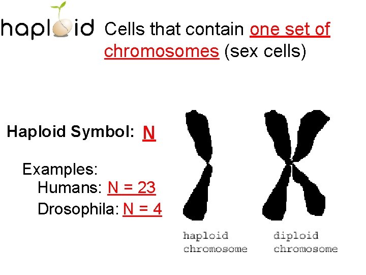 Cells that contain one set of chromosomes (sex cells) Haploid Symbol: N Examples: Humans:
