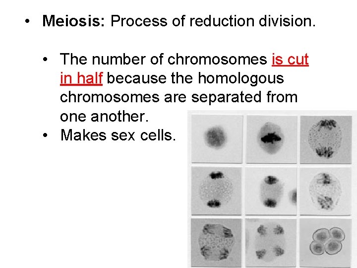  • Meiosis: Process of reduction division. • The number of chromosomes is cut