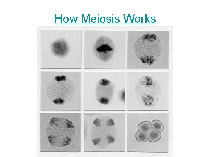 How Meiosis Works 