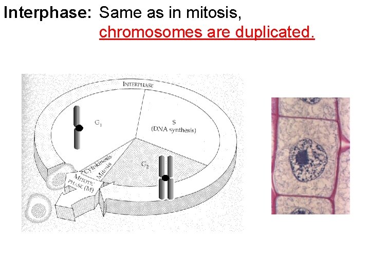Interphase: Same as in mitosis, chromosomes are duplicated. 