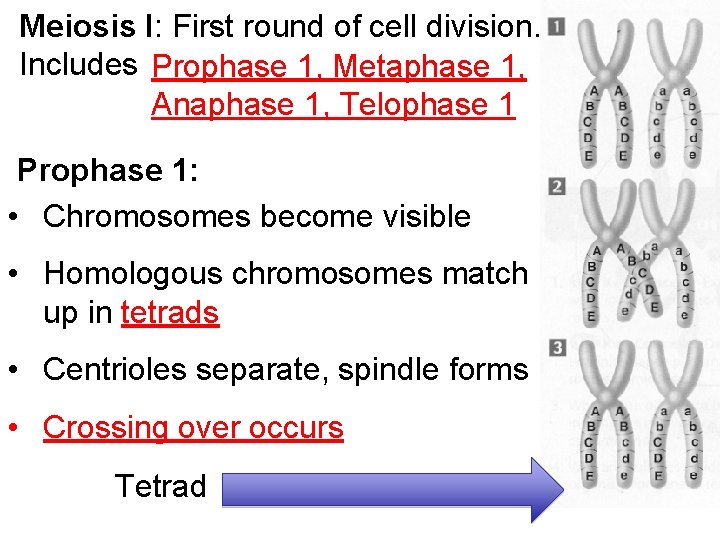 Meiosis I: First round of cell division. Includes Prophase 1, Metaphase 1, Anaphase 1,