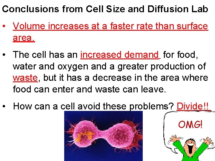 Conclusions from Cell Size and Diffusion Lab • Volume increases at a faster rate