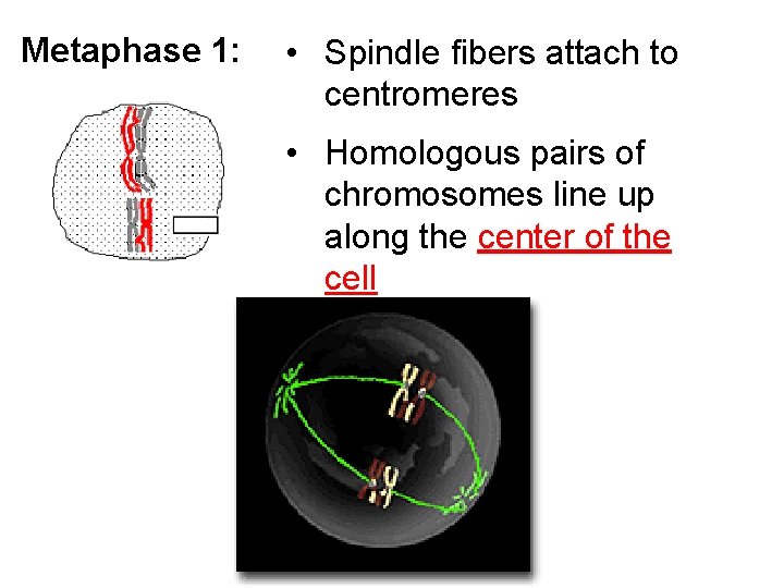Metaphase 1: • Spindle fibers attach to centromeres • Homologous pairs of chromosomes line