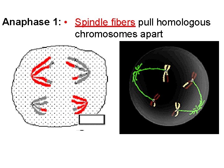 Anaphase 1: • Spindle fibers pull homologous chromosomes apart 