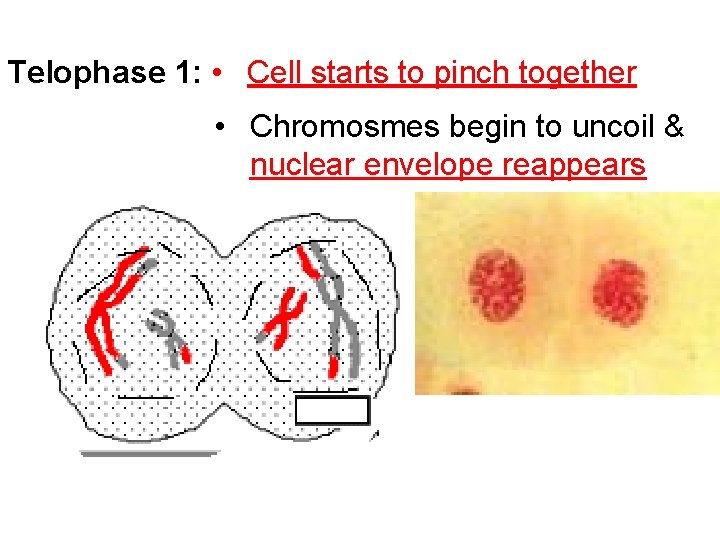 Telophase 1: • Cell starts to pinch together • Chromosmes begin to uncoil &