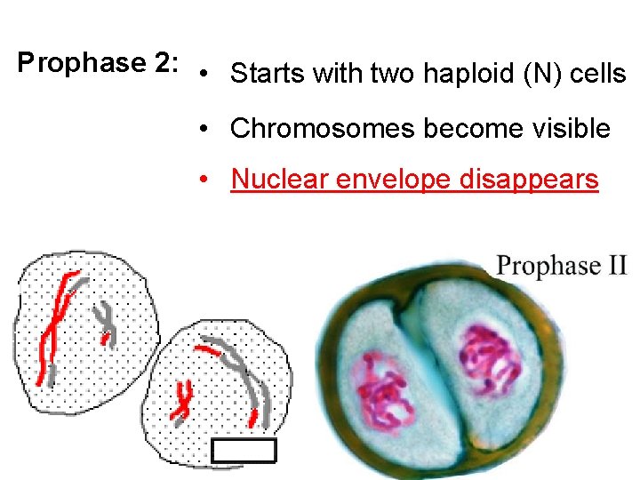 Prophase 2: • Starts with two haploid (N) cells • Chromosomes become visible •