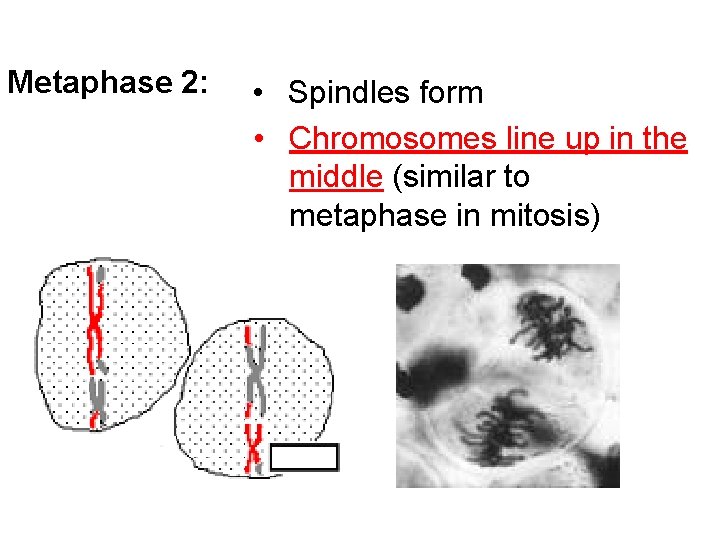 Metaphase 2: • Spindles form • Chromosomes line up in the middle (similar to