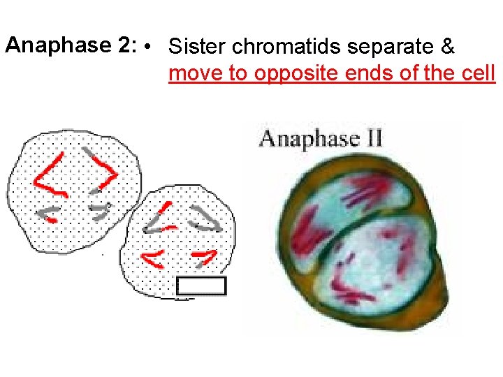 Anaphase 2: • Sister chromatids separate & move to opposite ends of the cell