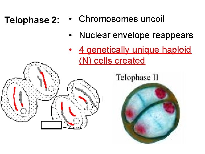 Telophase 2: • Chromosomes uncoil • Nuclear envelope reappears • 4 genetically unique haploid