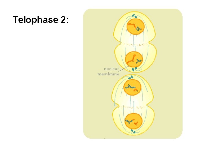 Telophase 2: 