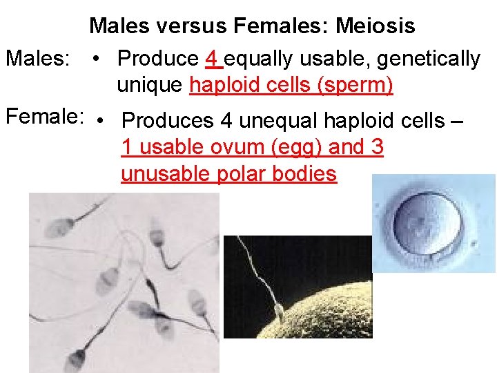 Males versus Females: Meiosis Males: • Produce 4 equally usable, genetically unique haploid cells