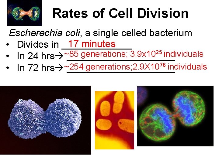Rates of Cell Division Escherechia coli, a single celled bacterium 17 minutes • Divides