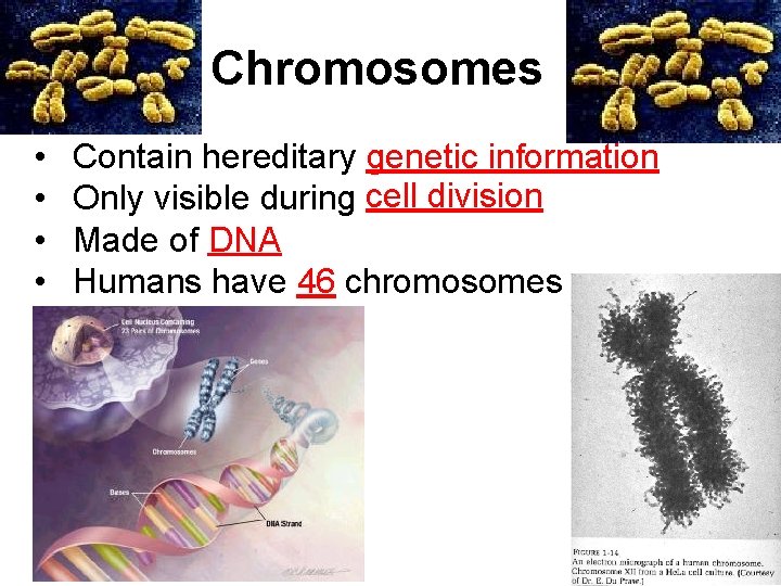 Chromosomes • • Contain hereditary genetic information Only visible during cell division Made of