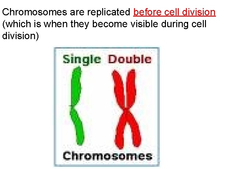 Chromosomes are replicated before cell division (which is when they become visible during cell