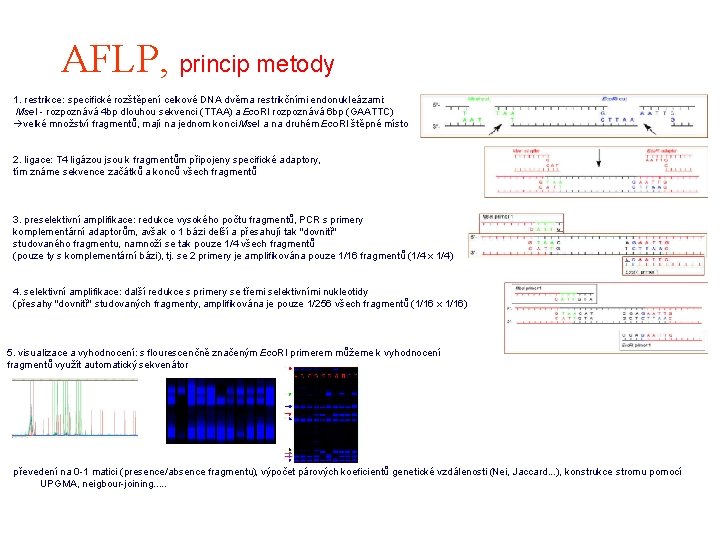 AFLP, princip metody 1. restrikce: specifické rozštěpení celkové DNA dvěma restrikčními endonukleázami: Mse. I