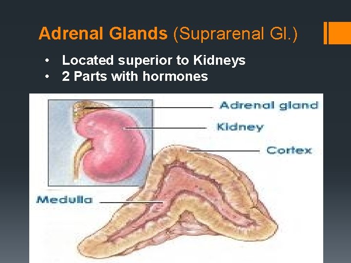 Adrenal Glands (Suprarenal Gl. ) • Located superior to Kidneys • 2 Parts with