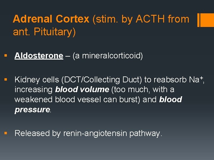 Adrenal Cortex (stim. by ACTH from ant. Pituitary) § Aldosterone – (a mineralcorticoid) §
