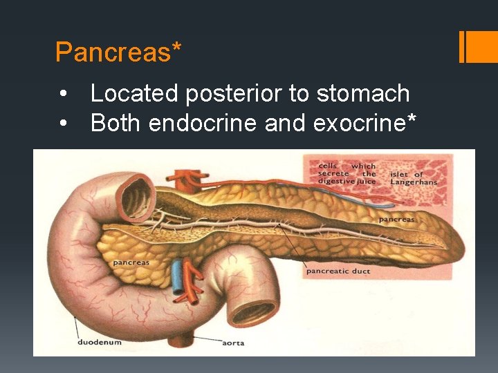 Pancreas* • Located posterior to stomach • Both endocrine and exocrine* 