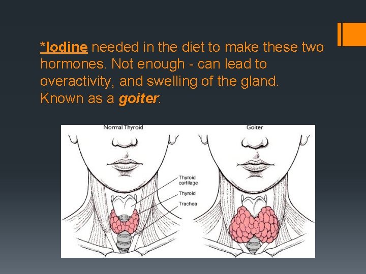 *Iodine needed in the diet to make these two hormones. Not enough - can