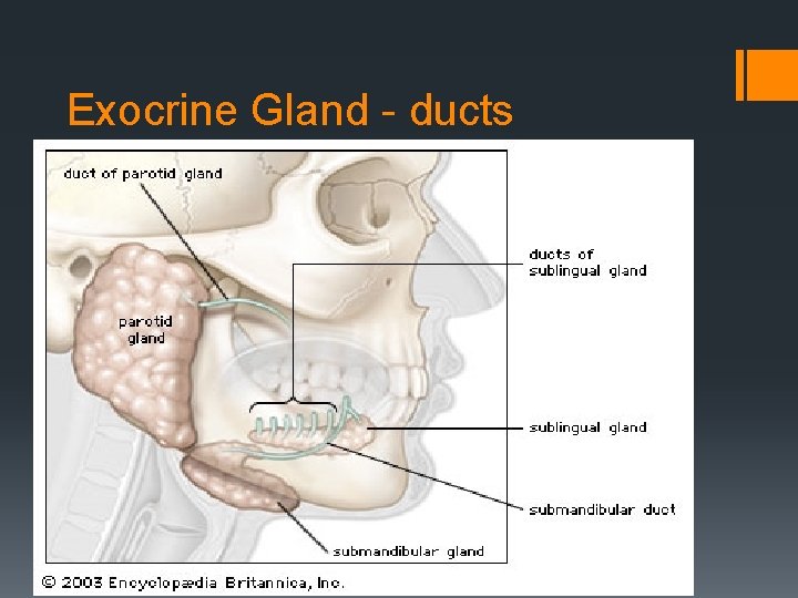 Exocrine Gland - ducts 