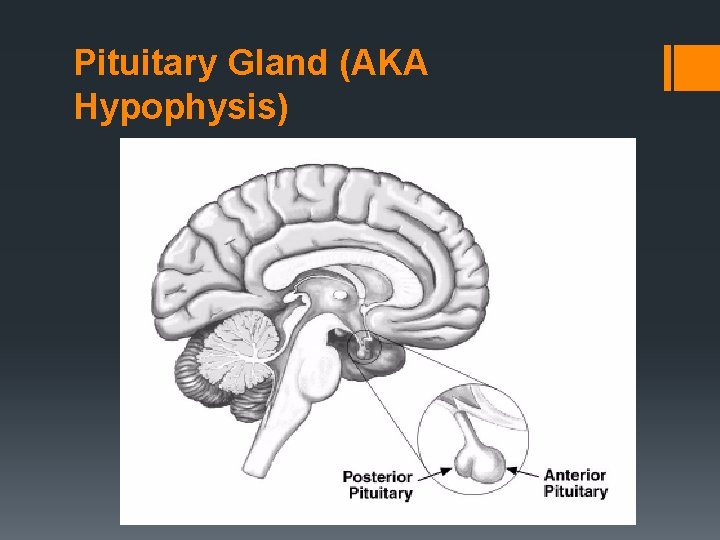 Pituitary Gland (AKA Hypophysis) 