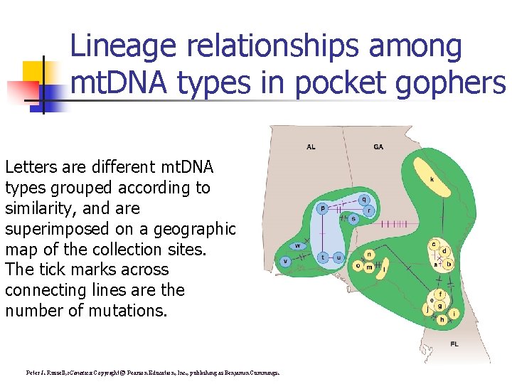 Lineage relationships among mt. DNA types in pocket gophers Letters are different mt. DNA