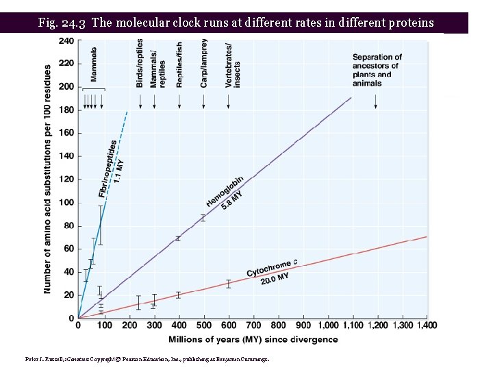 Fig. 24. 3 The molecular clock runs at different rates in different proteins Peter