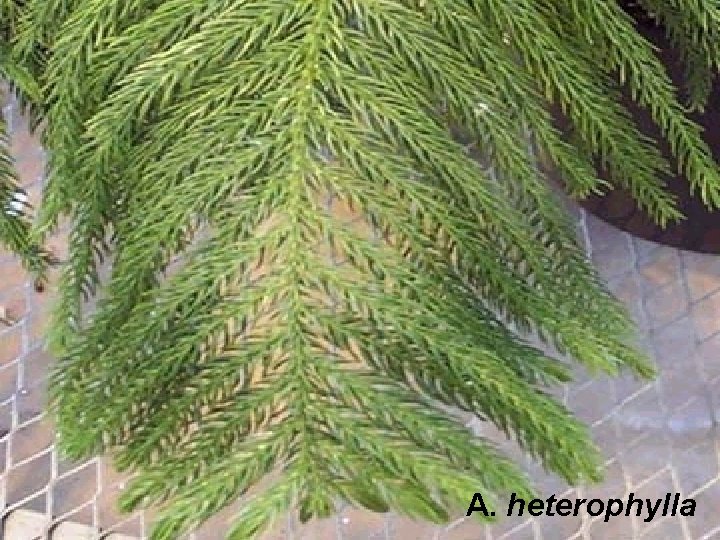 A. heterophylla 