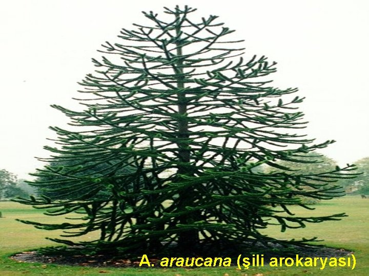 A. araucana (şili arokaryası) 