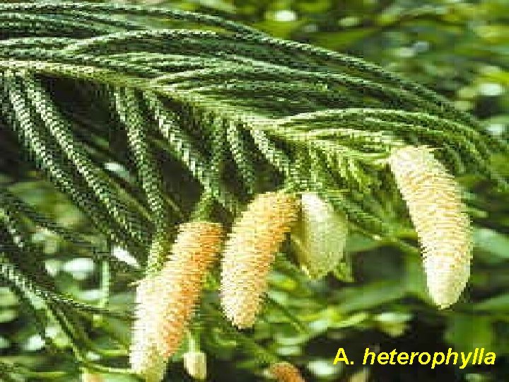 A. heterophylla 