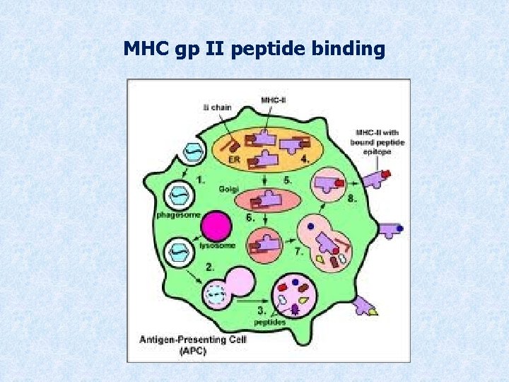 MHC gp II peptide binding 