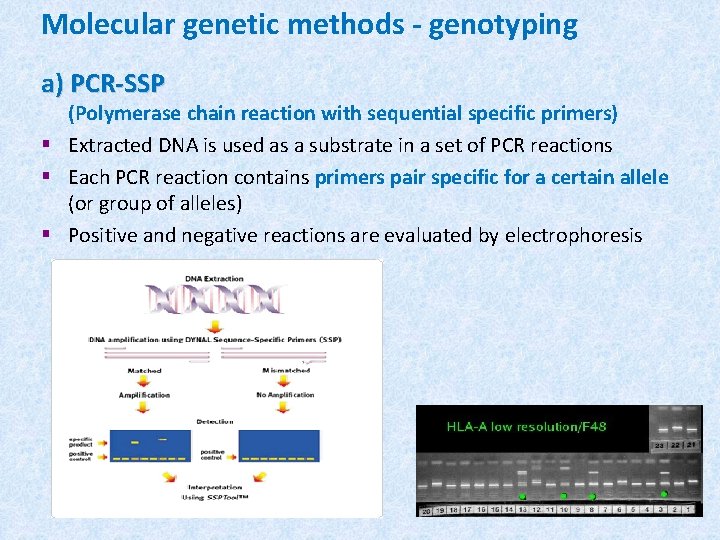 Molecular genetic methods - genotyping a) PCR-SSP (Polymerase chain reaction with sequential specific primers)